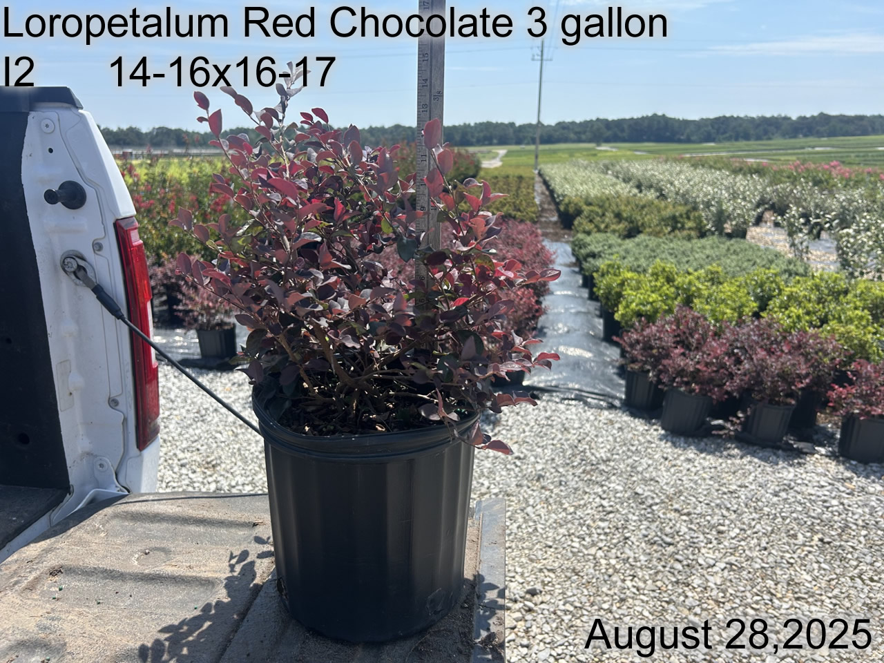 gallery/lrc3 i2 aug25.jpg